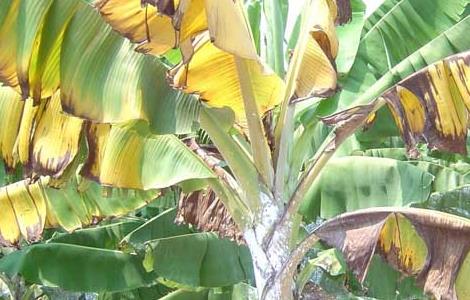 香蕉枯萎病的防治方法 香蕉枯萎病防治方法统计