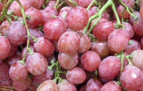 红提产地在哪里（无籽红提产地在哪里）