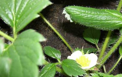 菠萝莓的种植技术 菠萝莓的种植技术与管理