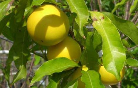 蛋黄果什么时候成熟（蛋黄果什么时候成熟采摘）