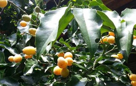 黄皮是什么水果 黄皮是什么水果的皮
