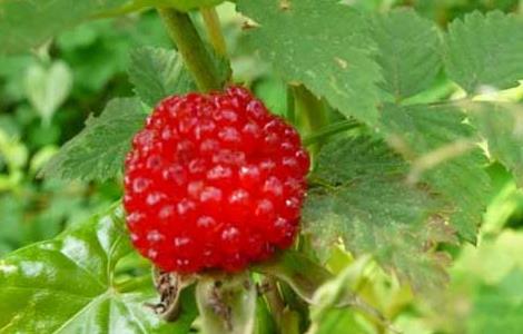 空心泡的果可以吃吗(空心泡果的功效)