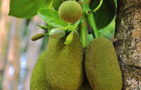 菠萝蜜长在哪里的（菠萝蜜长在哪里的图片）