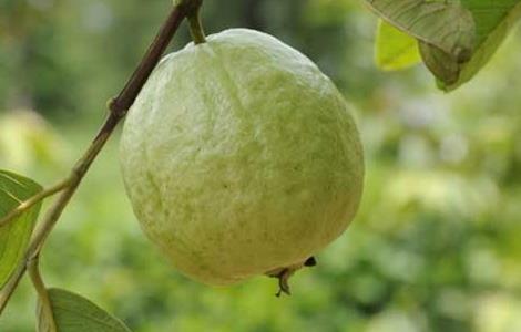 番石榴是什么水果 番石榴是什么水果图片