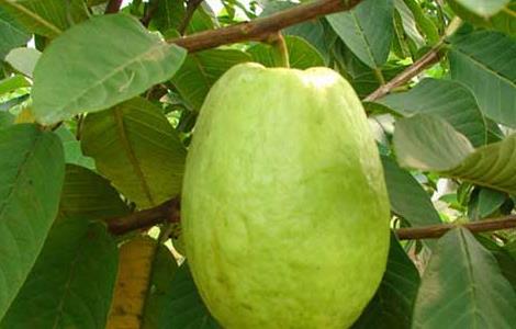 番石榴的种植技术 番石榴的种植技术及管理