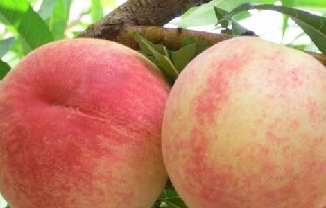 水蜜桃什么时候成熟（水蜜桃什么时候成熟上市）