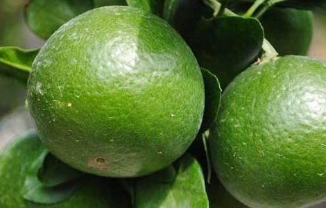 橘子几月份成熟上市（橘子什么时候上市?）