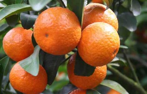 橘子产地在哪里 云南橘子产地在哪里