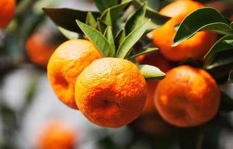 橘子树的种植技术（橘子树栽培技术）