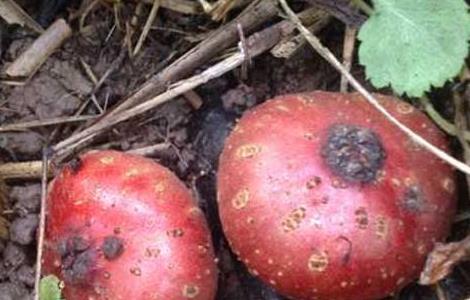 地枇杷的种植技术（地枇杷栽培技术）