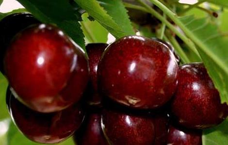 车厘子为什么那么贵 黄金车厘子为什么那么贵