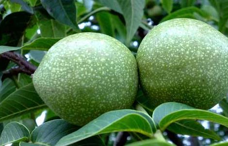 核桃腐烂病的防治方法（核桃腐烂病怎么治）