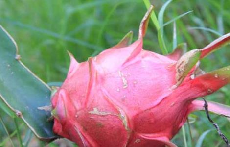 火龙果什么时候成熟（火龙果什么时候成熟上市）