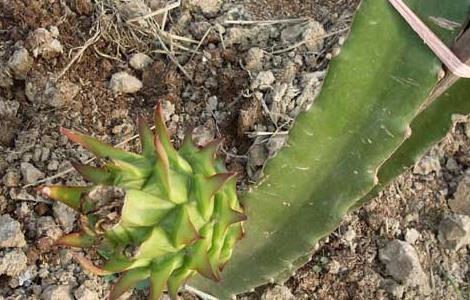 火龙果什么时候种植 火龙果什么时候种植才能结果