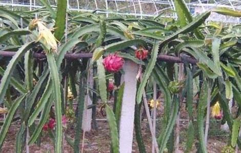 火龙果什么时候种植