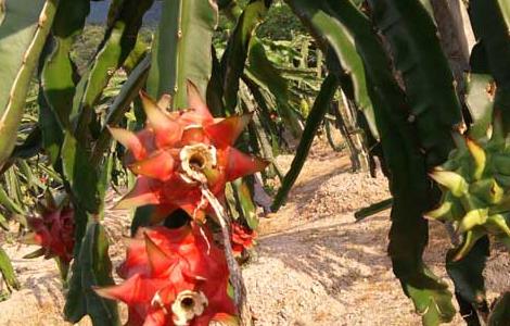 火龙果种植投资多少钱 种植一亩火龙果需投资多少钱