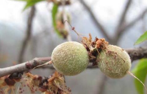 山桃种子价格及种植方法（山桃种子价格及种植方法视频）