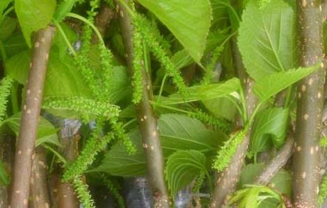 桑葚苗价格及种植方法（桑葚苗的种植技术）