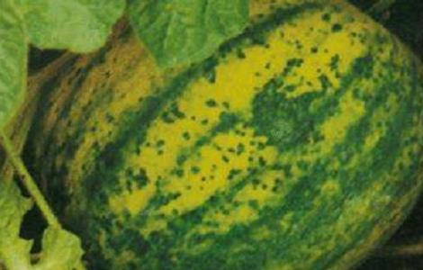 西瓜病毒病的防治措施（西瓜病毒病防治绝招）