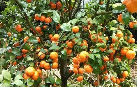 沙糖桔的嫁接技术（沙糖桔的嫁接技术有哪些）