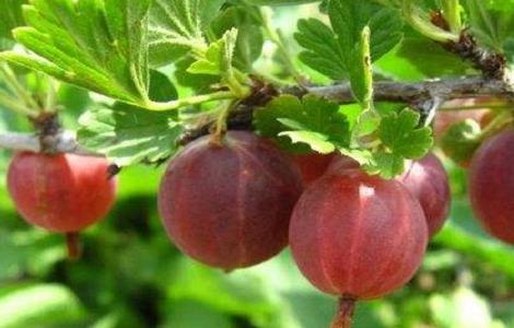 野灯笼果的功效与作用（灯笼果果草的功效）