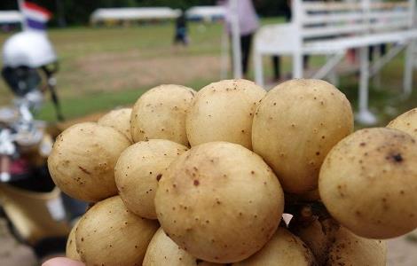 龙宫果的药用价值与功效作用 龙宫果的药用价值与功效作用图片