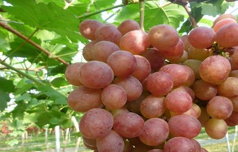 提子的种植栽培技术 提子怎样种植