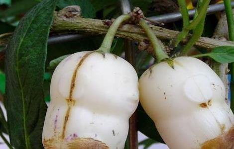 人参果常见病害及防治方法 人参果常见病害及防治方法图片