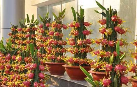 火龙果的盆栽种植方法 火龙果的盆栽种植方法图片