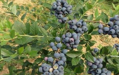 蓝莓种植一亩的成本 蓝莓每亩成本