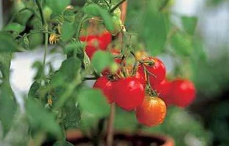 樱桃的盆栽种植方法(樱桃的盆栽种植方法图片)