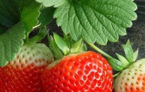 草莓不结果怎么办（为什么草莓不结果,草莓不结果怎么办）