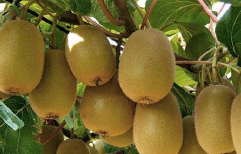 猕猴桃的种植技术（猕猴桃的种植技术与管理技术）