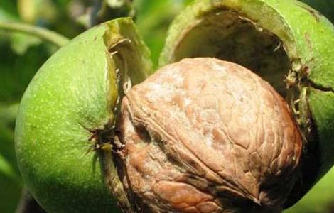 核桃的种植方法（核桃的种植方法和管理）