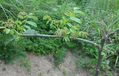 核桃树苗的嫁接方法（核桃树苗的嫁接方法图解）