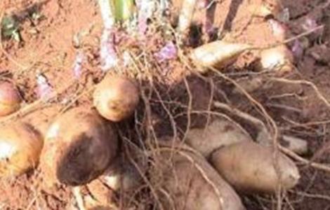 雪莲果的种植方法 雪莲果的种植方法图片