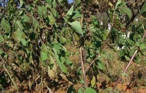 雪莲果的种植方法