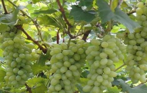 青提在什么时候成熟上市 青提上市时间