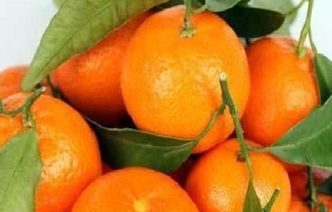 沙糖桔的果园种植技术及管理方法（刚种的沙糖桔怎样管理）