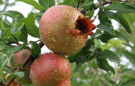 石榴种植的注意事项 石榴花种植方法和注意事项