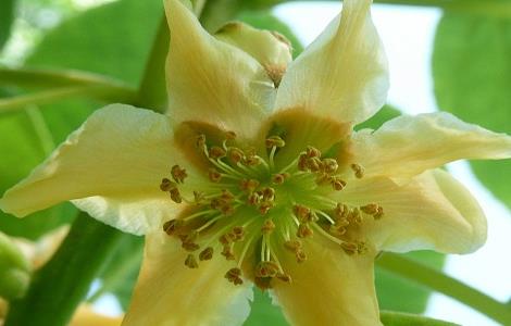 猕猴桃人工授粉的原因与方法 猕猴桃人工授粉的原因与方法图片