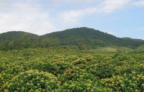 槟榔种植的注意事项 如何种植槟榔管理槟榔