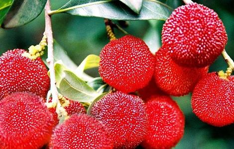 如何提高杨梅种植的成活率(如何提高杨梅种植的成活率呢)