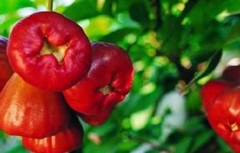 莲雾种植的注意事项 莲雾种植温度