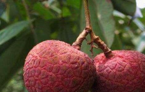 荔枝常见病虫害及防治 荔枝常见病虫害及防治措施