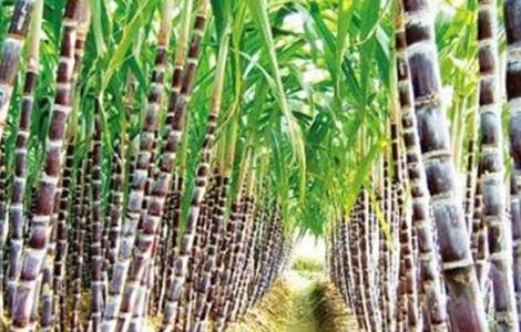 怎么种植甘蔗才好（怎么种植甘蔗才好吃）