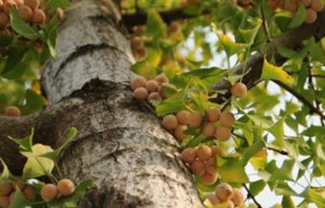 银杏的四种繁殖方法（银杏的四种繁殖方法视频）