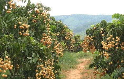 黄皮的种植方法(黄皮的种植方法简介)
