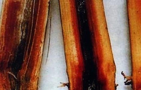 甘蔗常见病虫害的防治方法(甘蔗常见病虫害的防治方法视频)