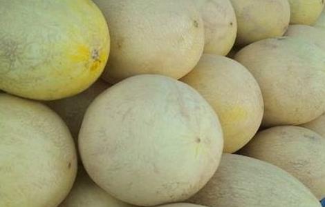 哈密瓜死苗是怎么回事（哈密瓜死棵烂根用药）